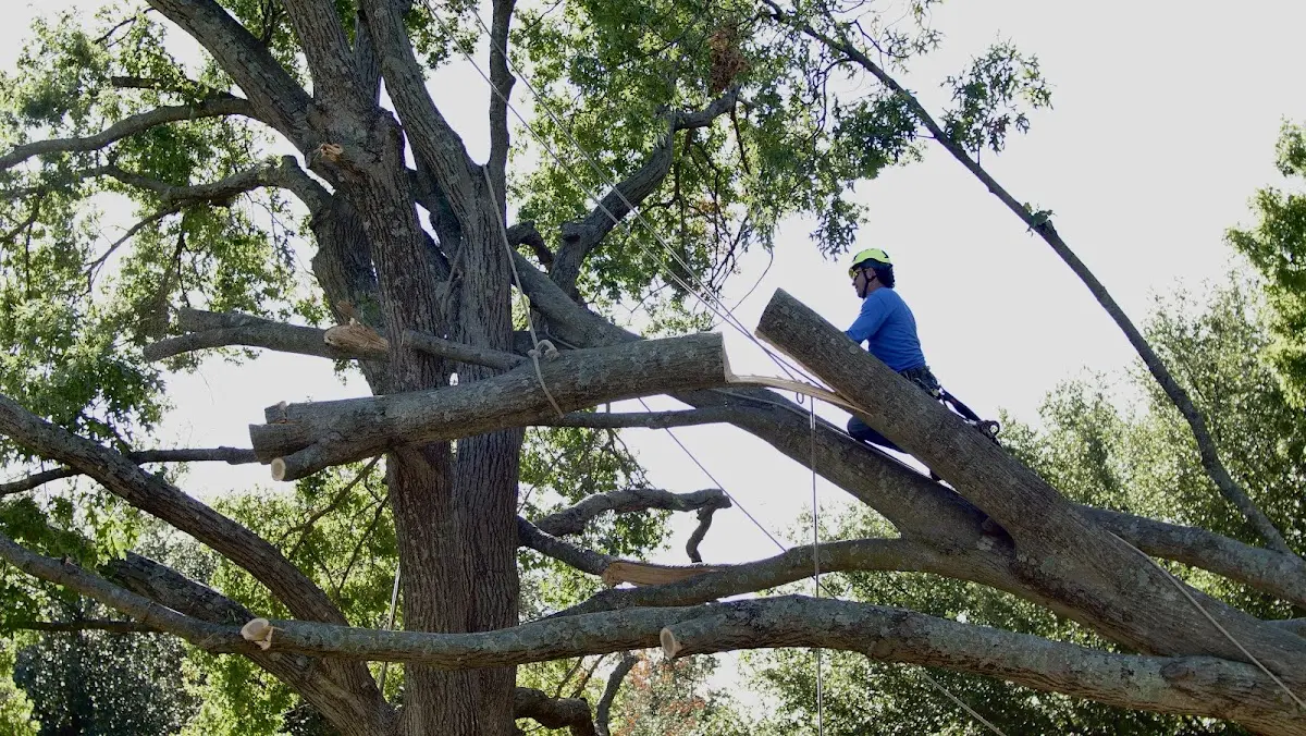 Professional Hazardous Tree Removal performed by certified arborists in Fairborn